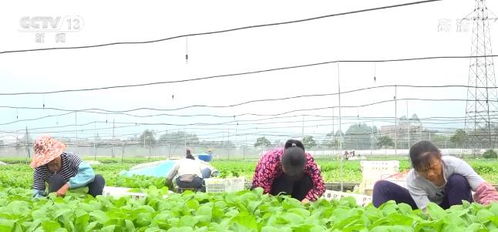 菜篮子 保供 我国蔬菜生产区域优化 大力推行绿色生产方式品质提升